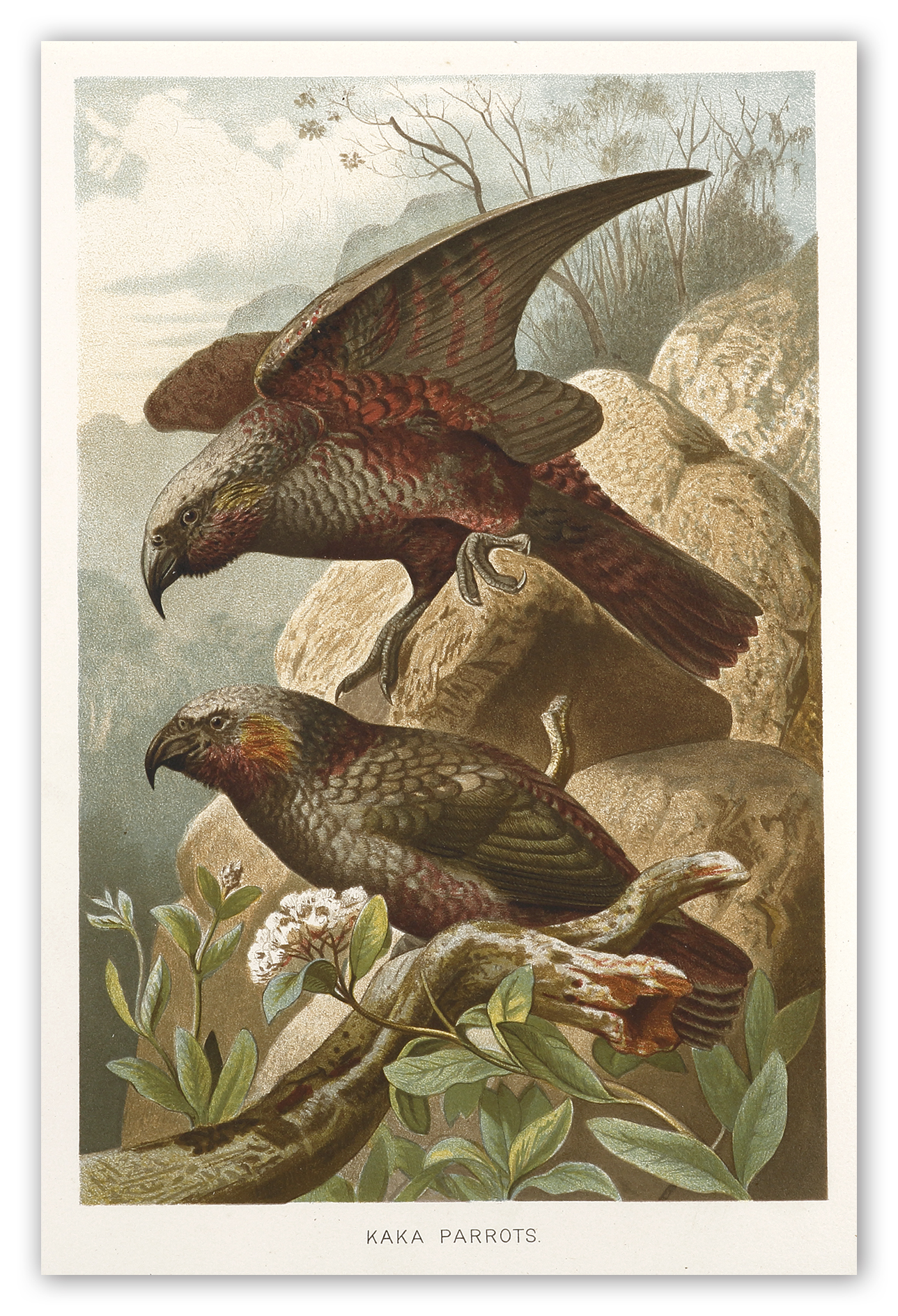 Kaka Parrots. - Antique Print from 1893