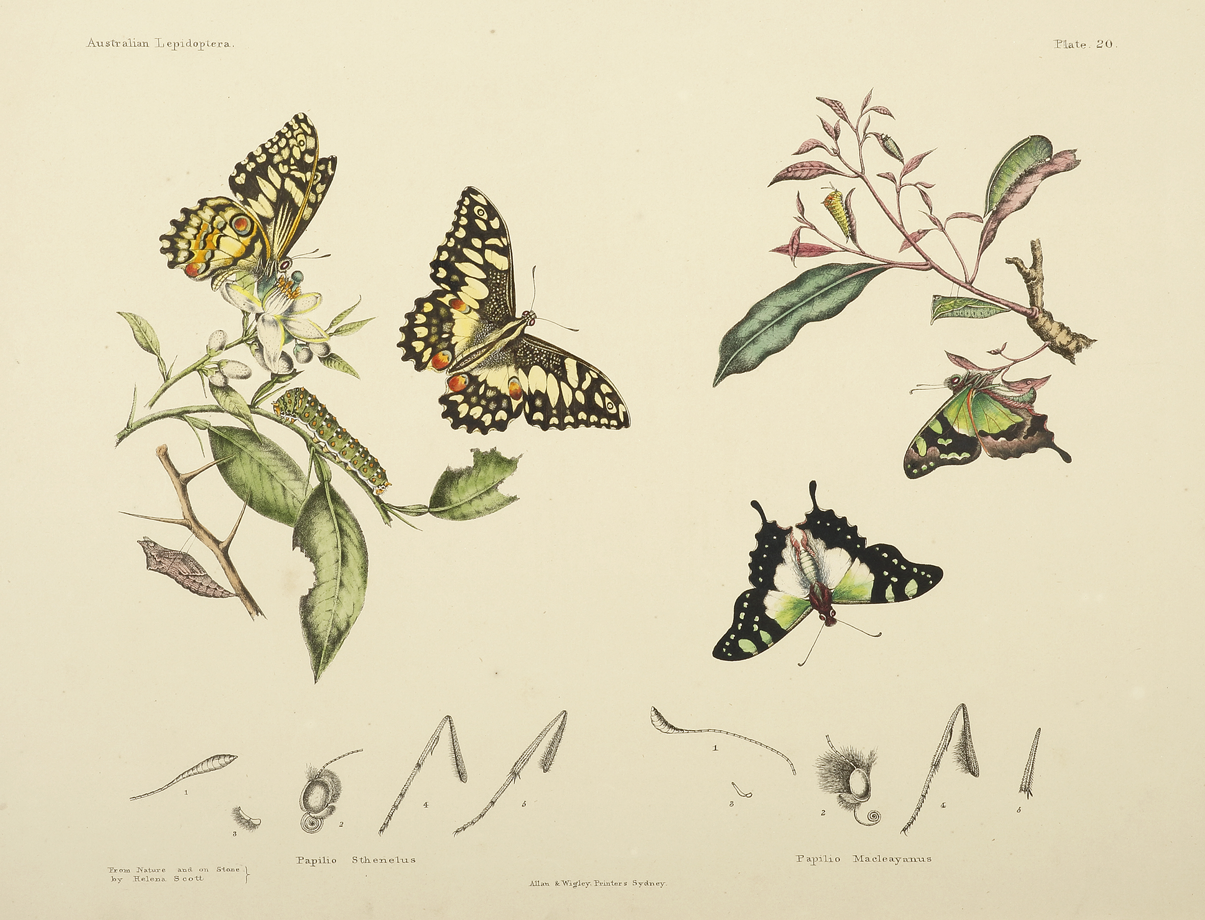 Papilio Sthenelus [Papilio demoleus], [Chequered Swallowtail], Papilio Macleayanus [Graphium macleayanum], [Macleay's Swallowtail] - Antique Print from 1893