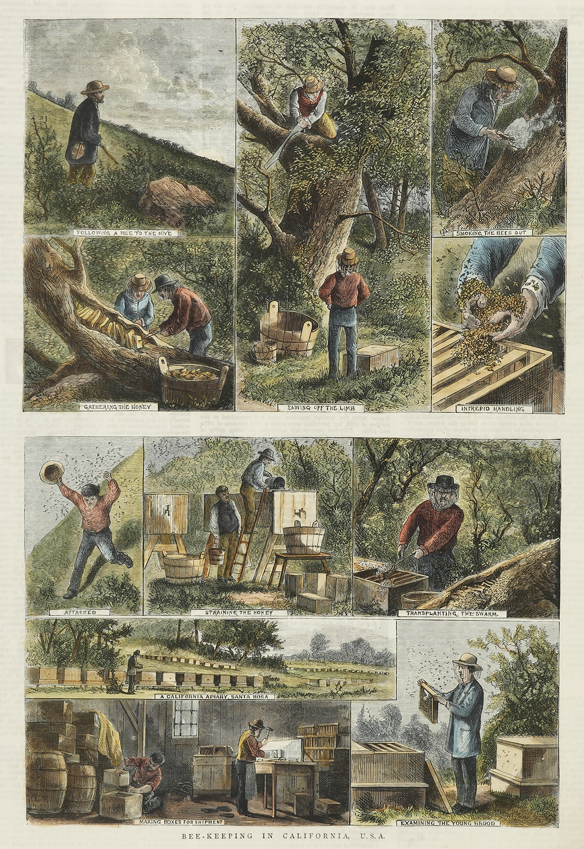 Bee-Keeping in California, U.S.A. - Antique Print from 1881