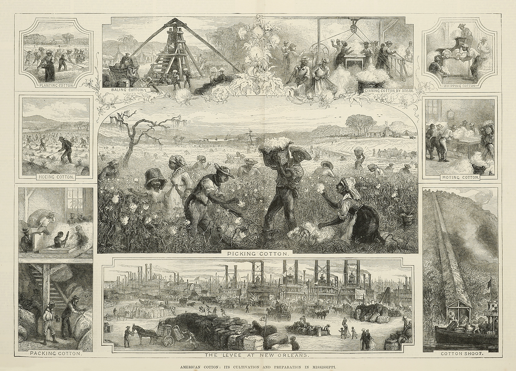 American Cotton: Its Cultivation and Preparation in Mississippi. - Antique View from 1881