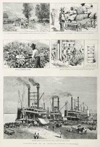 Harvest-Time on an American Cotton Plant… Cotton