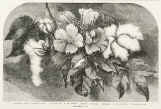 The Cotton Plant Cotton