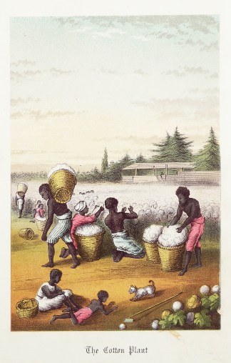 The Cotton Plant Cotton