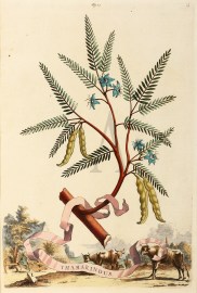 Thamarindus (Tamarind)