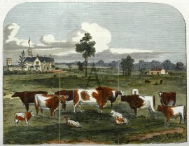 Prize Shorthorn Cattle, the Property of Mr. Jenkins; and View of Nepean Towers.
