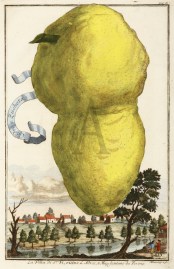 Cedro a Zucheta. La Villa di St.Vi, vicino L.Adice, 5.Mig. lontano da Verona.