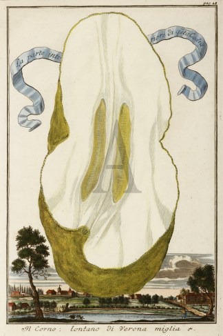 La Parte Interiore di qsto Cedra. Il Cor… Fruits, Herbs, Medicinal, Spices, Vegetables