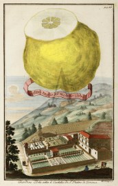 Altro taglio del medemo Cedro. Giardino Odolisotto il Castello di St.Pietro di Verona.