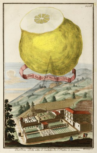 Altro taglio del medemo Cedro. Giardino … Fruits, Herbs, Medicinal, Spices, Vegetables