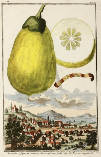 Cedro della Ghianda. Monteforte sopra il… Fruits, Herbs, Medicinal, Spices, Vegetables