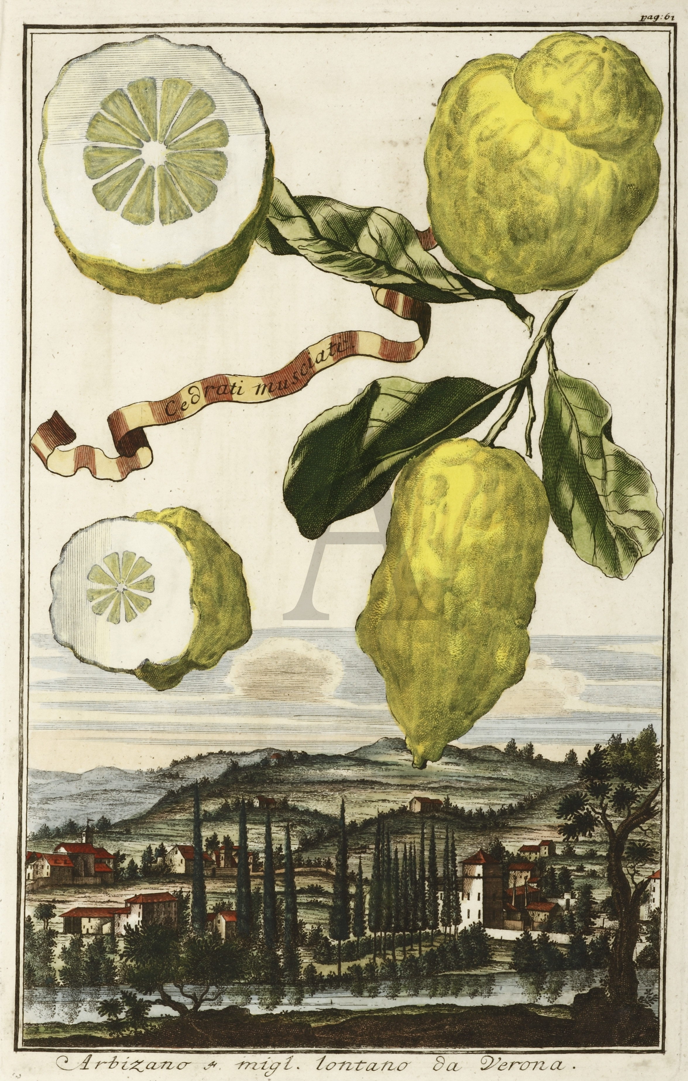 Cedrati musciati. Arbizano 4 migl. lontano da Verona. - Antique Print from 1708