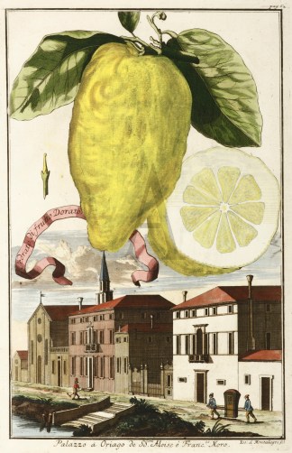 Cedrato di frutto Dorato. Palazzo a Oria… Fruits, Herbs, Medicinal, Spices, Vegetables
