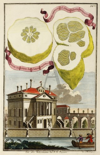 La parte interiore del Limon Salerno mon… Fruits, Herbs, Medicinal, Spices, Vegetables