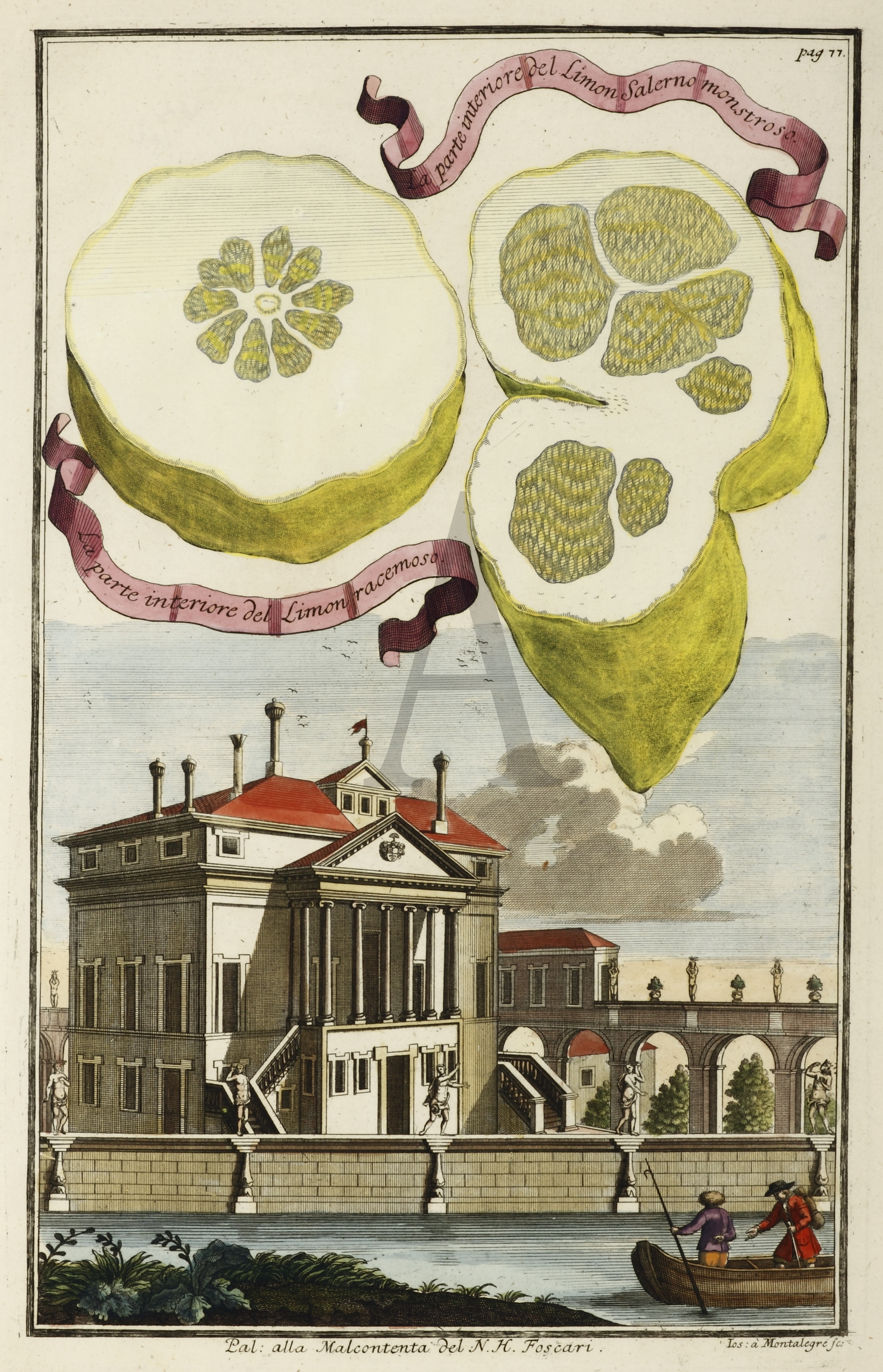 La parte interiore del Limon Salerno monstroso. La parte interiore del Limon racemoso. Pal: alla Malcontenta del N.H.Foscari. - Antique Print from 1708