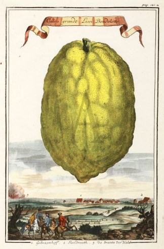 Cedro grande Lissi Bondolotto. 1. Gibeze… Fruits, Herbs, Medicinal, Spices, Vegetables