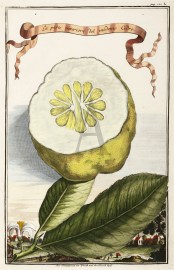 La parte interiore del medemo Cedro. Der Schiessplaz zu Werth und der Kirch hoff.