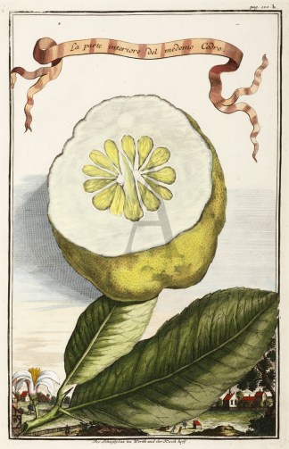 La parte interiore del medemo Cedro. Der… Fruits, Herbs, Medicinal, Spices, Vegetables