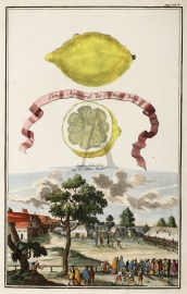 Limon Agostarol da Portugal dolce. Stahl-Schiessen auf der haller Weisen