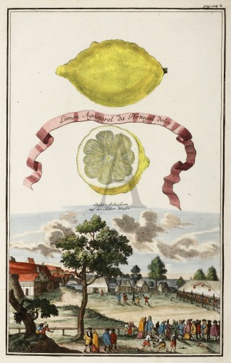 Limon Agostarol da Portugal dolce. Stahl… Fruits, Herbs, Medicinal, Spices, Vegetables