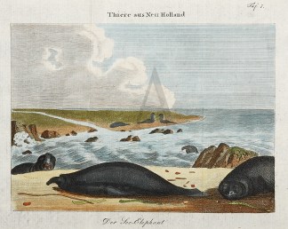 Der See-Elephant Australian - General