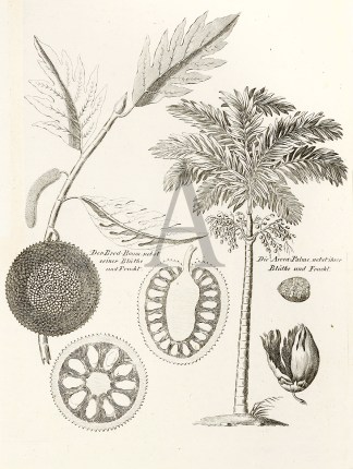 Der Bred-Baum, nebst seiner Bluthe und F… General / Global