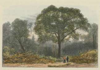 Stuart’s Tree. Northern Territory