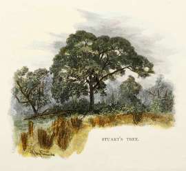 Stuart's Tree.
