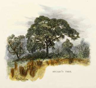 Stuart’s Tree. Northern Territory