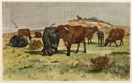 Port Essington Buffaloes