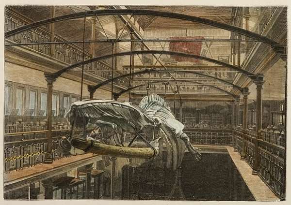 NZ-The Interior of the Museum, Dunedin. - Antique View from 1886