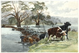 Cattle in Australia.