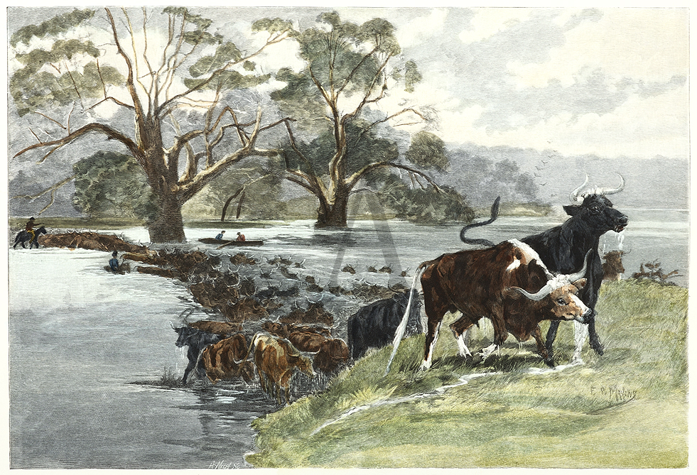 Cattle in Australia. - Antique View from 1886