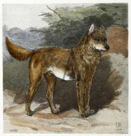 The Dingo or Native Dog. Australian - General