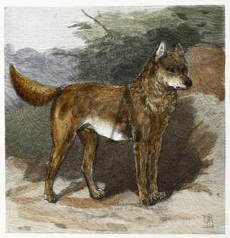 The Dingo or Native Dog. Australian - General