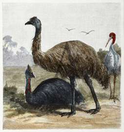 Cassowary, Emu, and Native Companion. Australian - Various artists