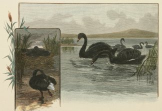 The Home of the Black Swan. Australian