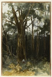 Kauri Pine Forest. BOTANICALS