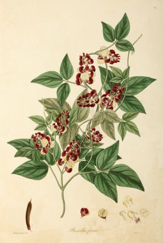 Phaseolus fuscus General / Global