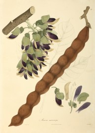Mucuna macrocarpa World - Nonindigenous General