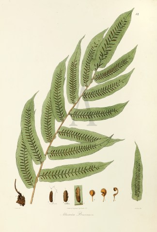 Allantodia Brunoniana General / Global