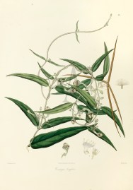 Ceropegia longifolia