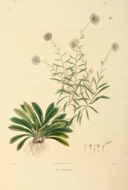 Aster bellidioides World - Nonindigenous General