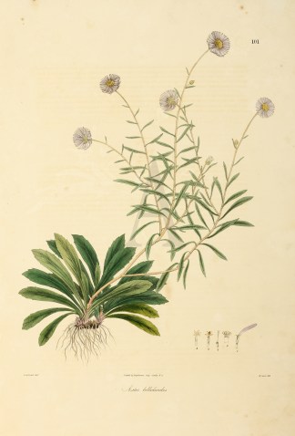 Aster bellidioides General / Global