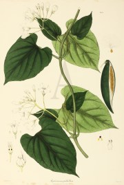 Raphistemma pulchellum World - Nonindigenous General