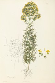 Calanchoe tertifolia World - Nonindigenous General