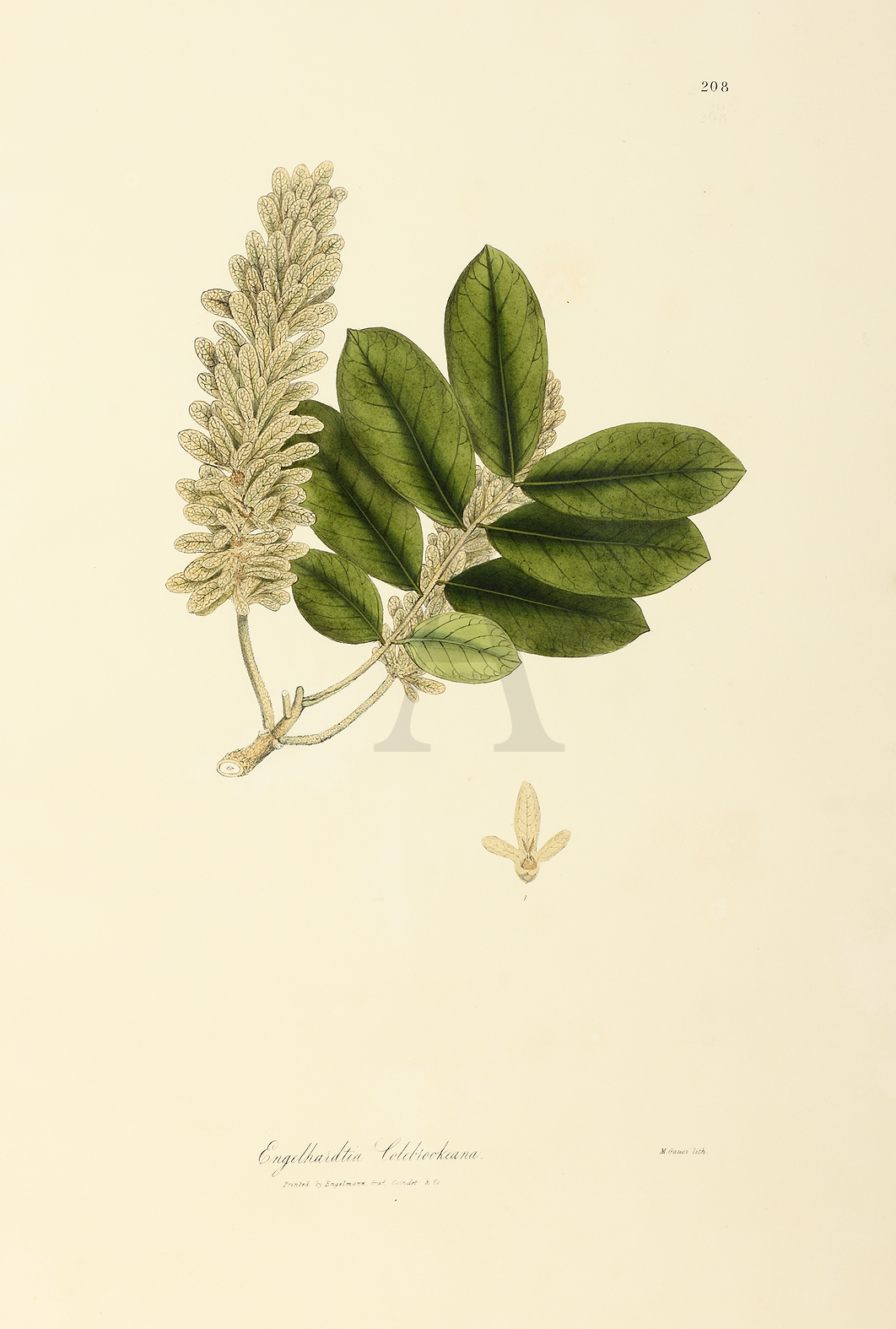 Engelhardtia Colebrookeana - Antique Print from 1832