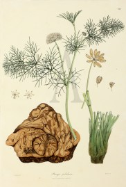 Prangos pabularia World - Nonindigenous General