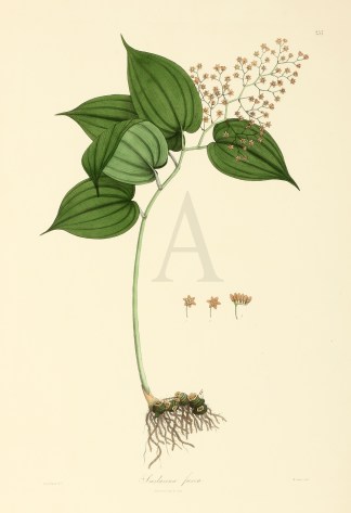 Smilacina fusca General / Global