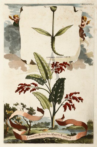 Lunaria Botrytis Major Ramosa. General / Global