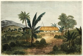 A Fijian Cotton Plantation. PACIFIC